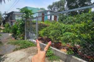 Đất hẻm đường Huỳnh Thị Xe, xã Đông Thạnh, huyện Hóc Môn, Tp. Hồ Chí Minh